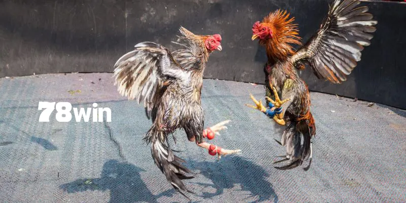 Hướng Dẫn Cách Thả Gà Đá Cựa Sắt Đỉnh Cao Chuẩn Chuyên Gia 7 Thả gà đá cựa sắt hiệu quả nhất với kỹ thuật nài gà