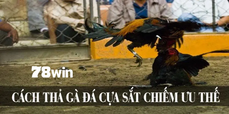 Hướng Dẫn Cách Thả Gà Đá Cựa Sắt Đỉnh Cao Chuẩn Chuyên Gia 5 Lợi ích của thả gà chiến cựa sắt chuẩn kỹ thuật